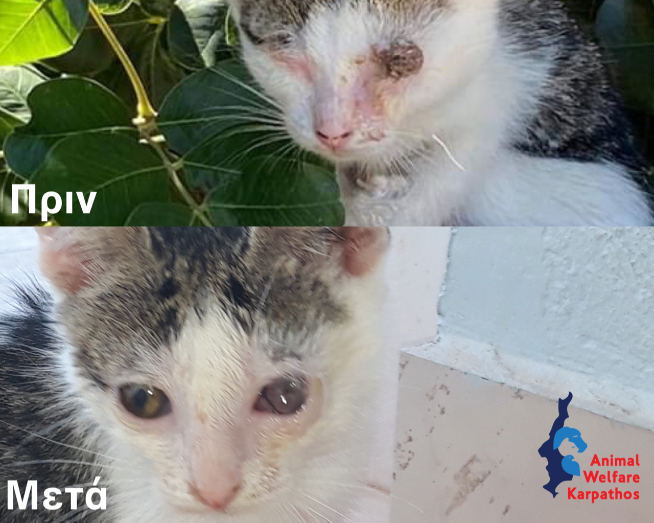 Αυτό το γατακι περιθάλπεται ακόμα. 