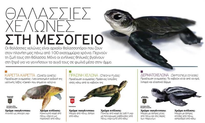 Θαλάσσια Χελώνα