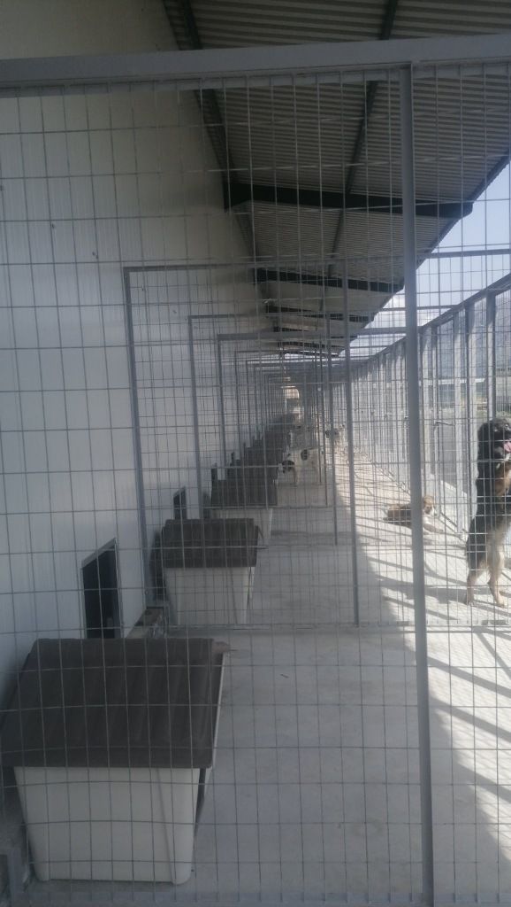 Σύγχρονο καταφύγιο για ζώα στην Τρίπολη.