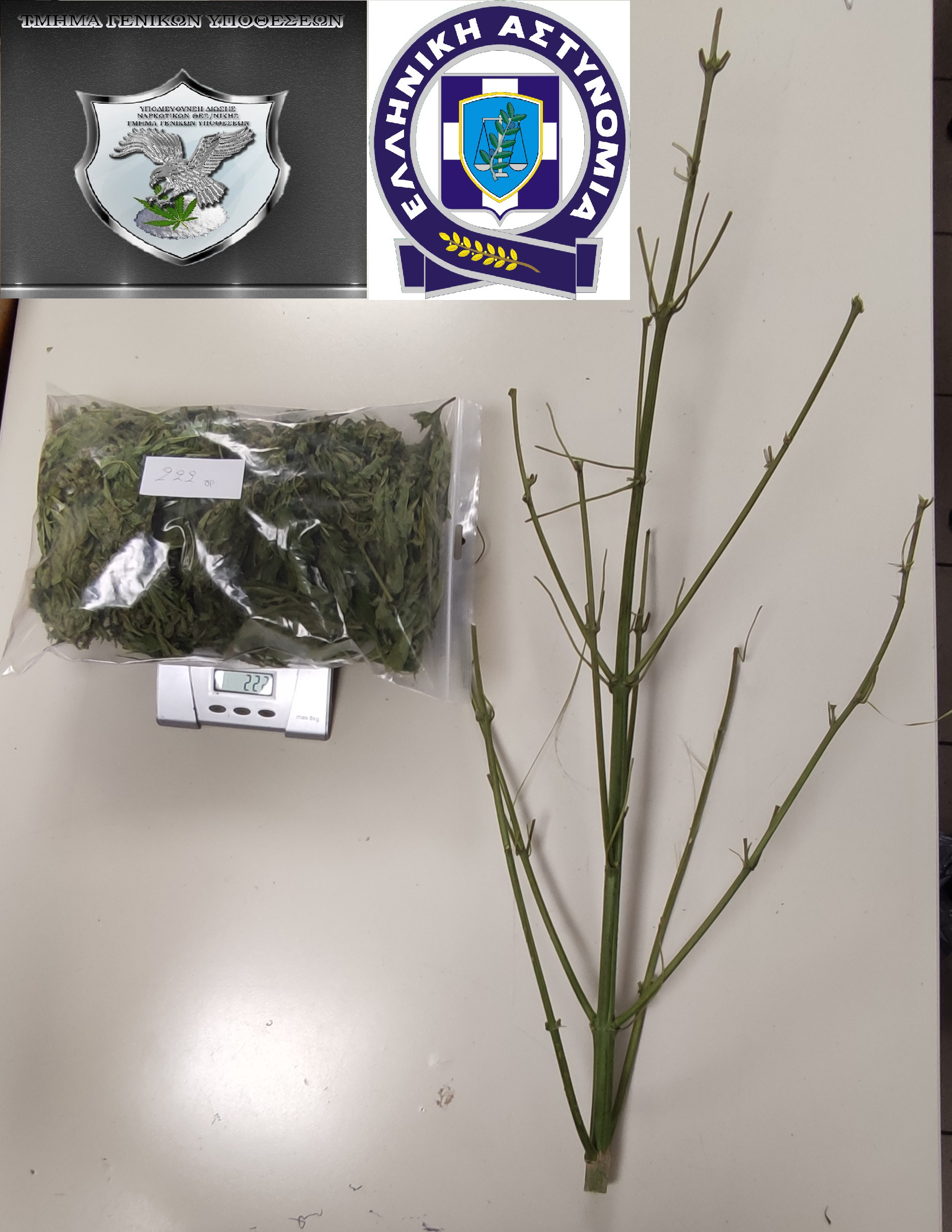 Δενδρύλλια κάνναβης στην Φθιώτιδα