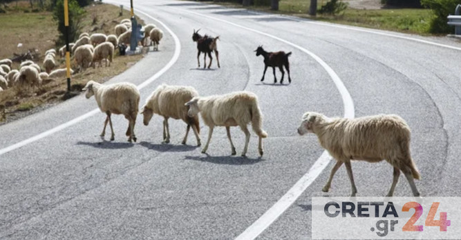 Τα πρόβατα έκαναν ...βόλτα στην εθνική