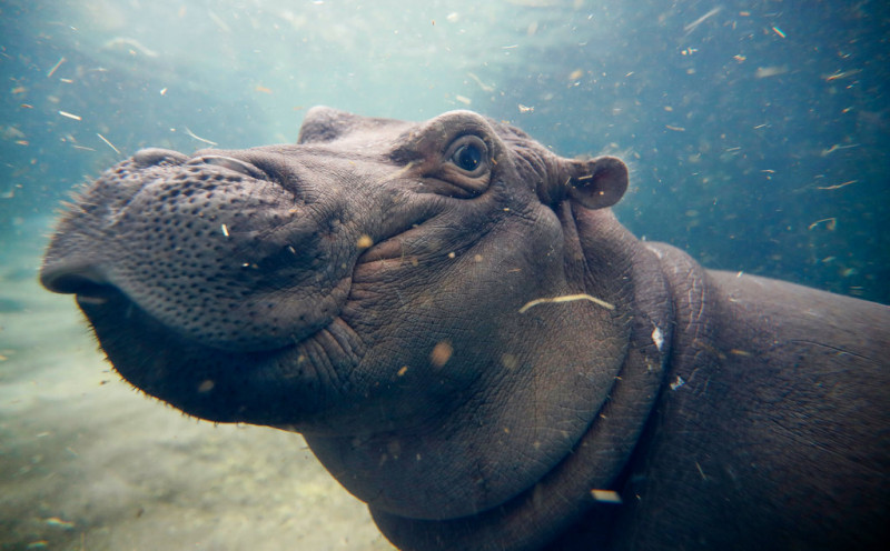 hippo