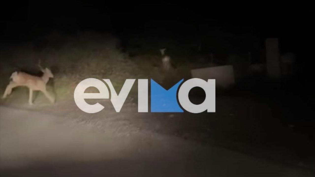 Η επέλαση... των ελαφιών: Τι συμβαίνει με τα ζαρκάδια στην Εύβοια- Περατζάδες σε δρόμους του νησιού