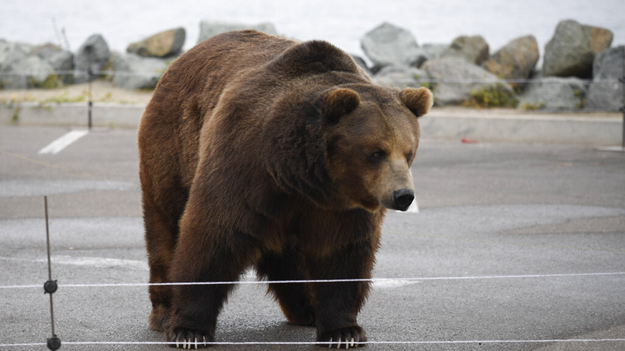 Απελευθερώθηκε οκτάχρονη θηλυκή αρκούδα από παράνομη παγίδα στη Φλώρινα