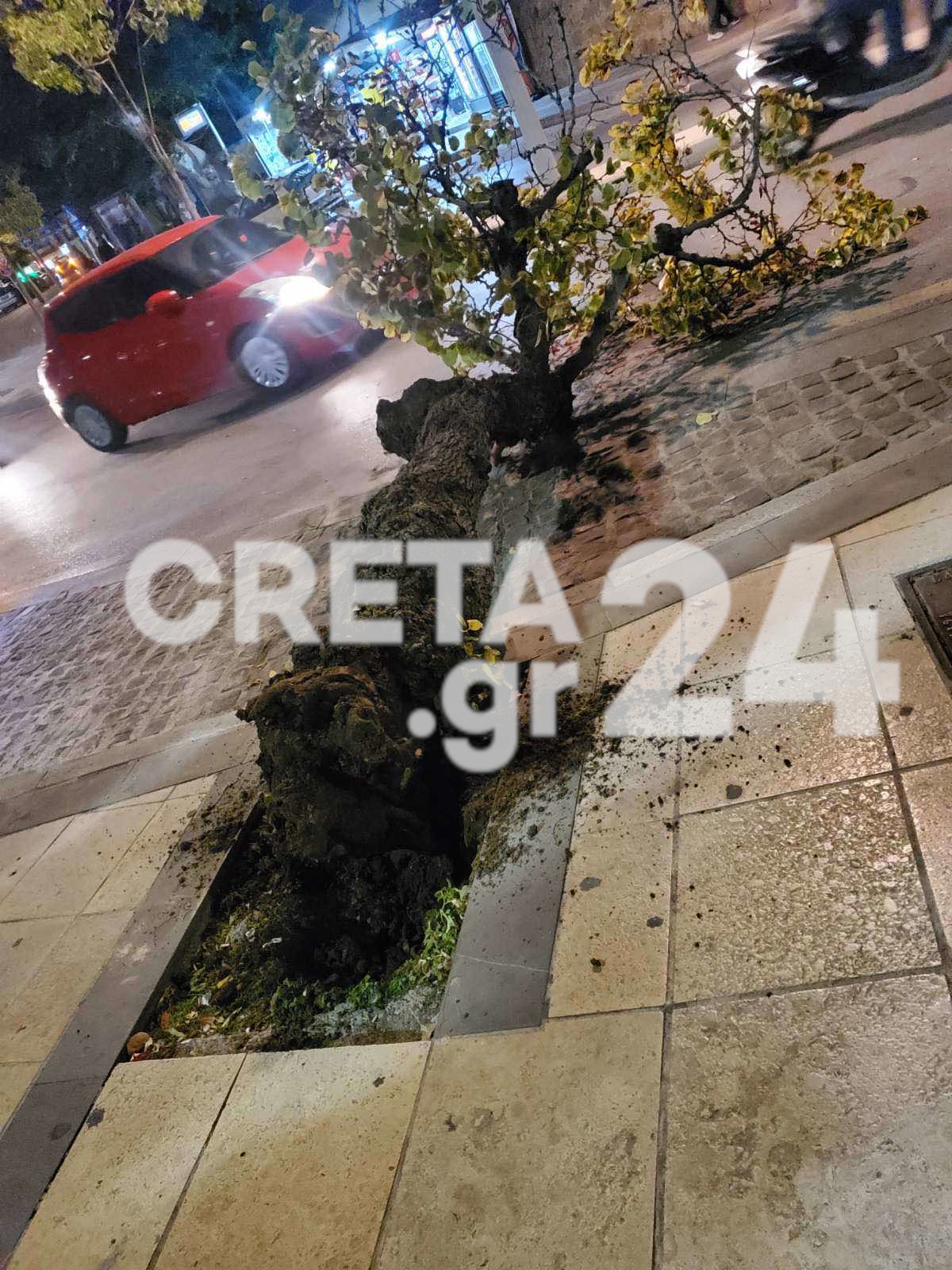 Δέντρο έπεσε σε πολυσύχναστο δρόμo του Ηρακλείου (εικόνες)