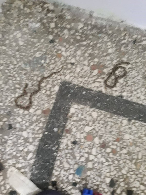 Φίδια