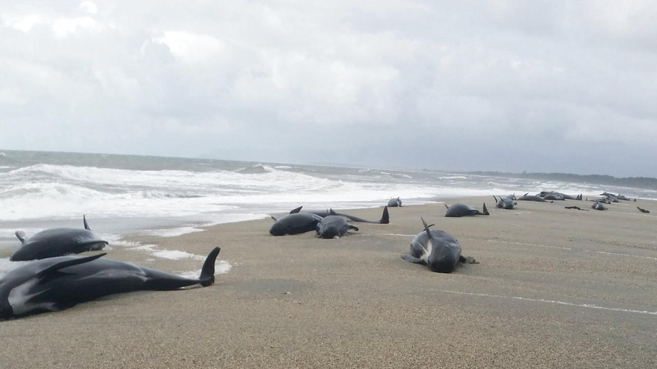 Νέα Ζηλανδία: Πέθαναν και τα 240 μαυροδέλφινα στο απομακρυσμένο νησί Πιτ