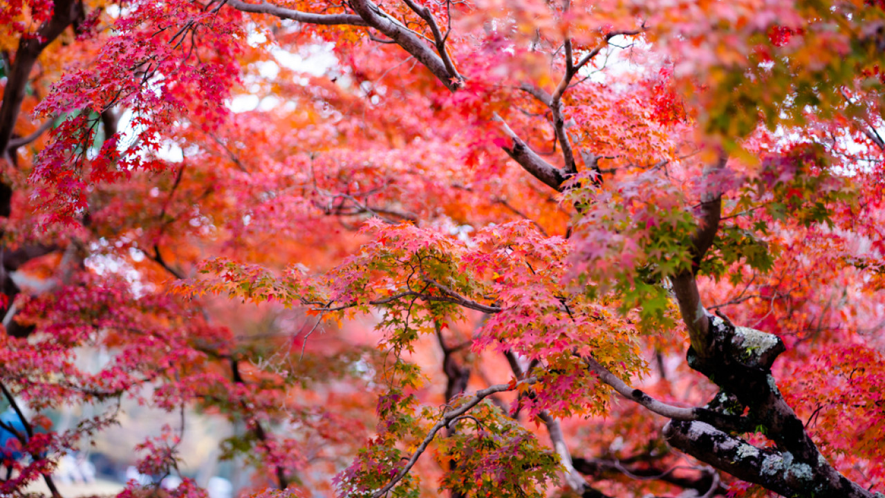 O ιαπωνικός όρος «momijigari» θα μας βοηθήσει να ενταχθούμε πιο εύκολα στη φθινοπωρινή διάθεση