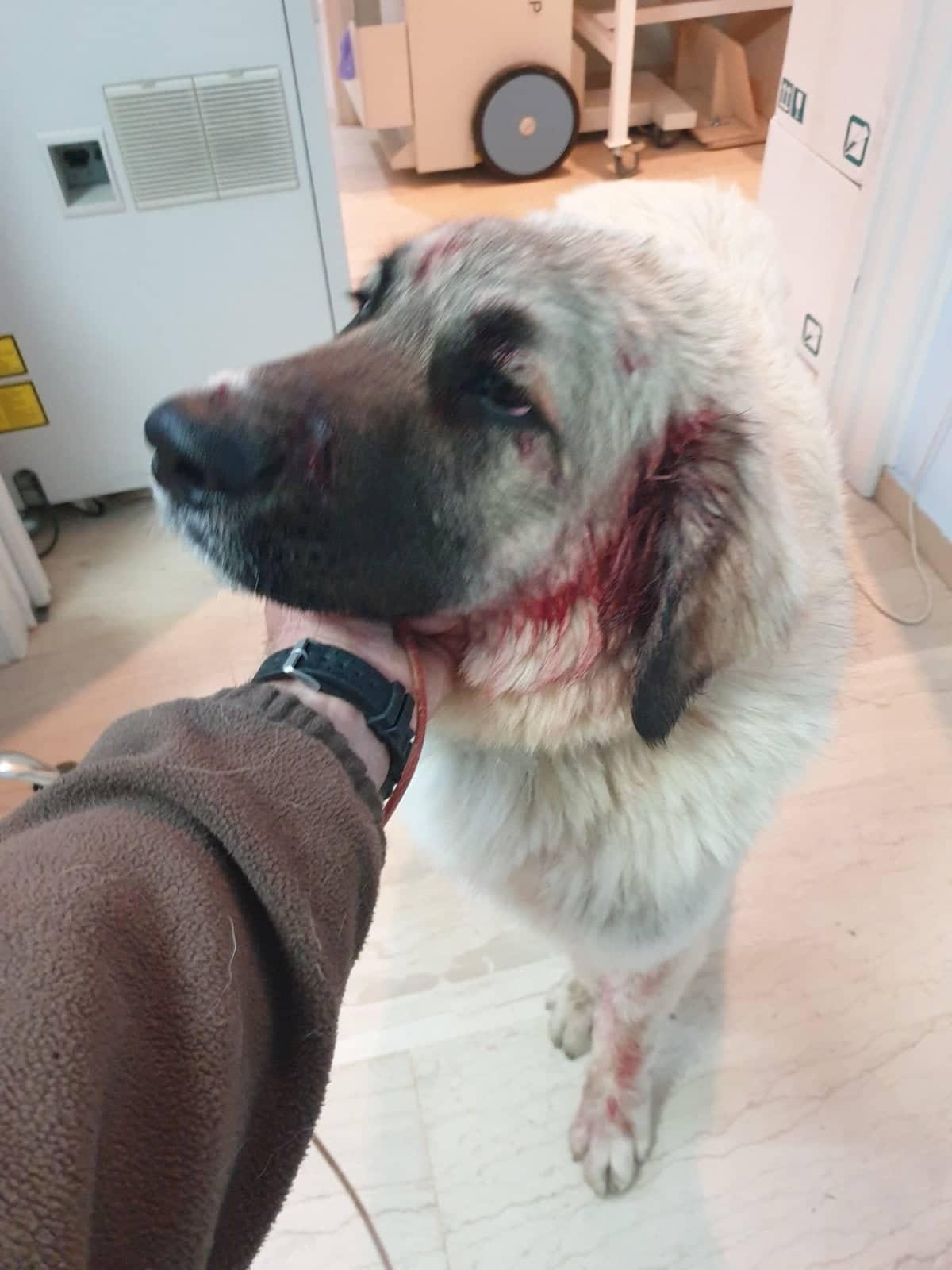 Κρήτη: Πυροβόλησε σκύλο μπροστά σε δύο μικρά παιδιά