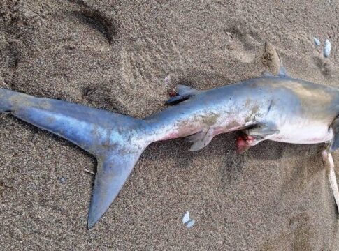 Μεγάλος καρχαρίας ξεβράστηκε σε παραλία της Κρήτης