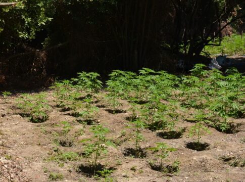 Κρήτη: Εντοπίστηκε φυτεία δενδρυλλίων κάνναβης