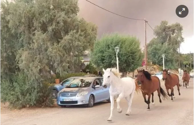 Αιτωλοακαρνανία: Σκοτώνουν τα άγρια άλογα του Πεταλά | ΣΚΑΪ