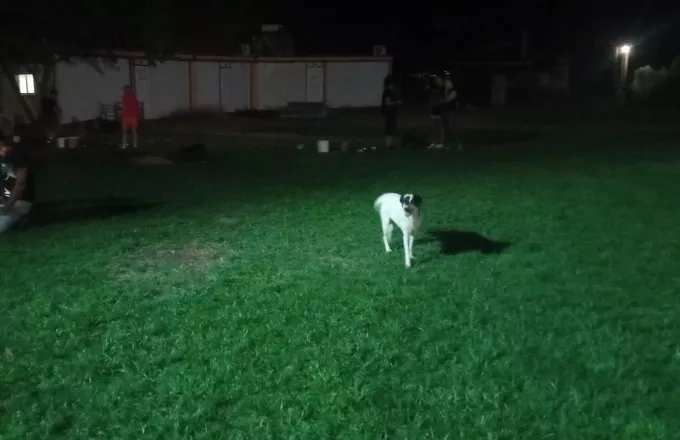 Dog