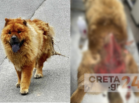 Σοκ στην Κρήτη: Έριξαν καυστικό υγρό σε αδέσποτο σκύλο