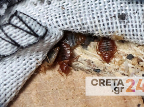 Σε ετοιμότητα ο μηχανισμός για τους κοριούς και στην Κρήτη – Παρέμβαση από τον ΕΟΔΥ