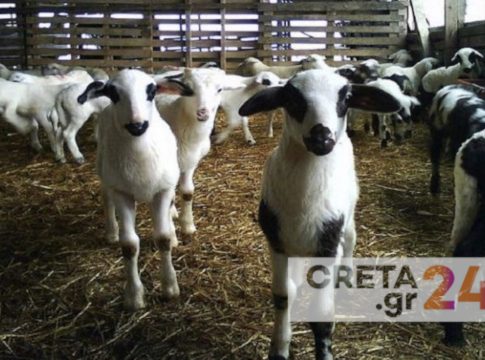 Η κλιματική αλλαγή σκοτώνει τα αιγοπρόβατα της Κρήτης – Αυξημένη κατά 15% η θνησιμότητα των νεογέννητων ζώων