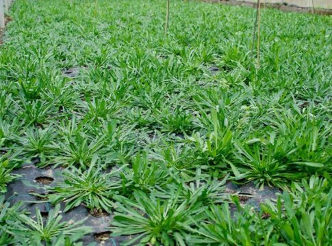 Δηλώσεις ζημιών από ανεμοθύελλα στην Κ. Γραμβούσας