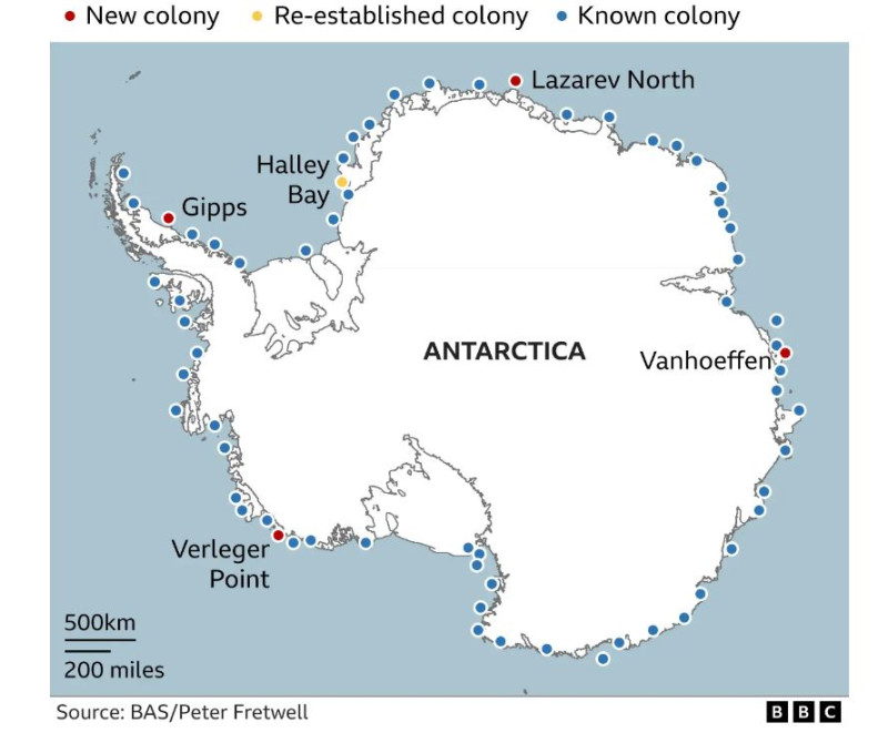 αυτοκρατορικοί πιγκουίνοι