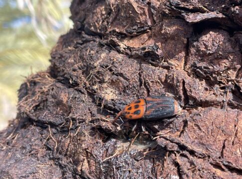 Εκτεταμένη προσβολή φοινικόδεντρων από κόκκινο σκαθάρι στο Φοινικόδασος Βάι