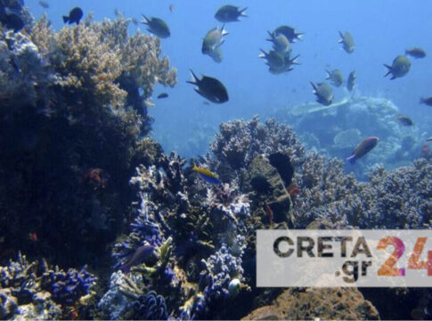 Η κλιματική αλλαγή «τρέλανε» τα φυτά και τις θάλασσες της Κρήτης – Μειωμένη παραγωγή και αύξηση θαλάσσιων «εισβολέων»