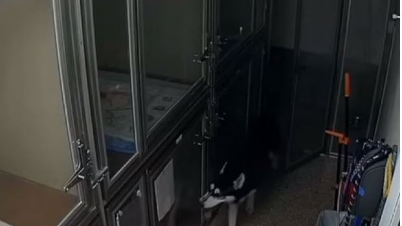 ΗΠΑ: Χάσκι το έσκασε από το κλουβί του - Προσπάθησε να βγάλει και τους άλλους σκύλους