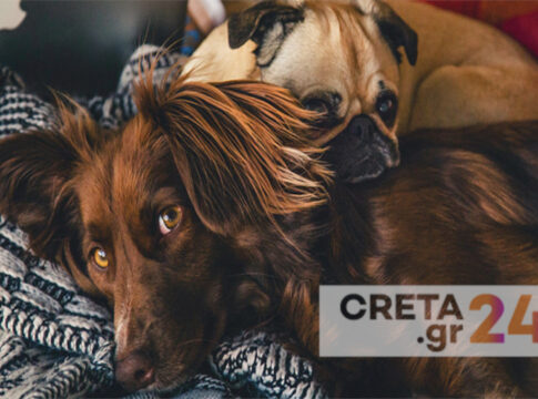 Ηράκλειο: Αντιδρούν οι κτηνίατροι στην υποχρεωτική στείρωση των ζώων συντροφιάς