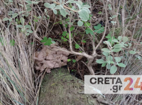 Ηράκλειο: Βρήκαν 80 φόλες στον Γιούχτα (εικόνες)