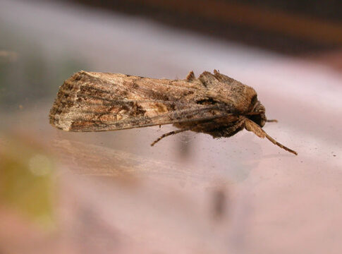 Κρήτη: Άμεση εγγραφή υπόχρεων στο Φυτοϋγειονομικό Μητρώο, λόγω του επιβλαβούς εντόμου Spodoptera frugiperda