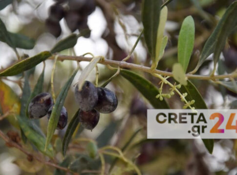 Kρήτη: Αναγνώριση της ποικιλίας ελιάς με εφαρμογή στο κινητό