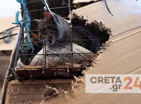 Kρήτη: Πρόστιμο «μαμούθ» για τα έγκλειστα ζώα – Σοκάρουν οι εικόνες από το σπίτι-φυλακή για 87 γάτες και σκύλους