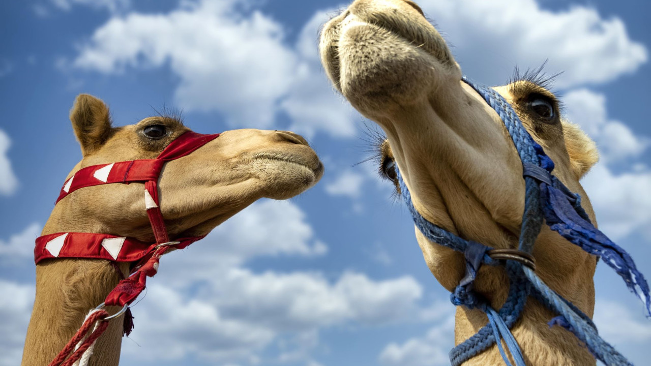 Σαουδική Αραβία: Το 2024 ανακηρύσσεται ως Έτος της Καμήλας