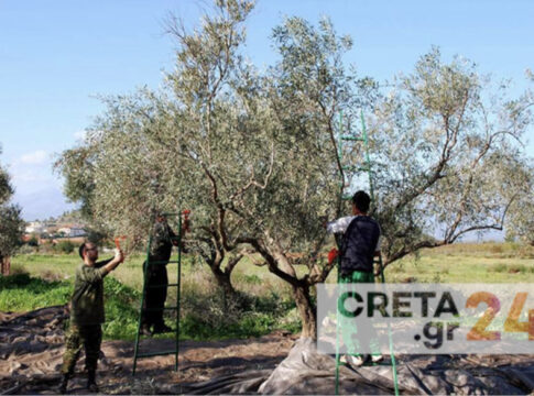 Σε διαρκή επαγρύπνηση οι αγρότες της Κρήτης – Συνεδρίασε η οργάνωση αμπελουργών και ελαιοπαραγωγών