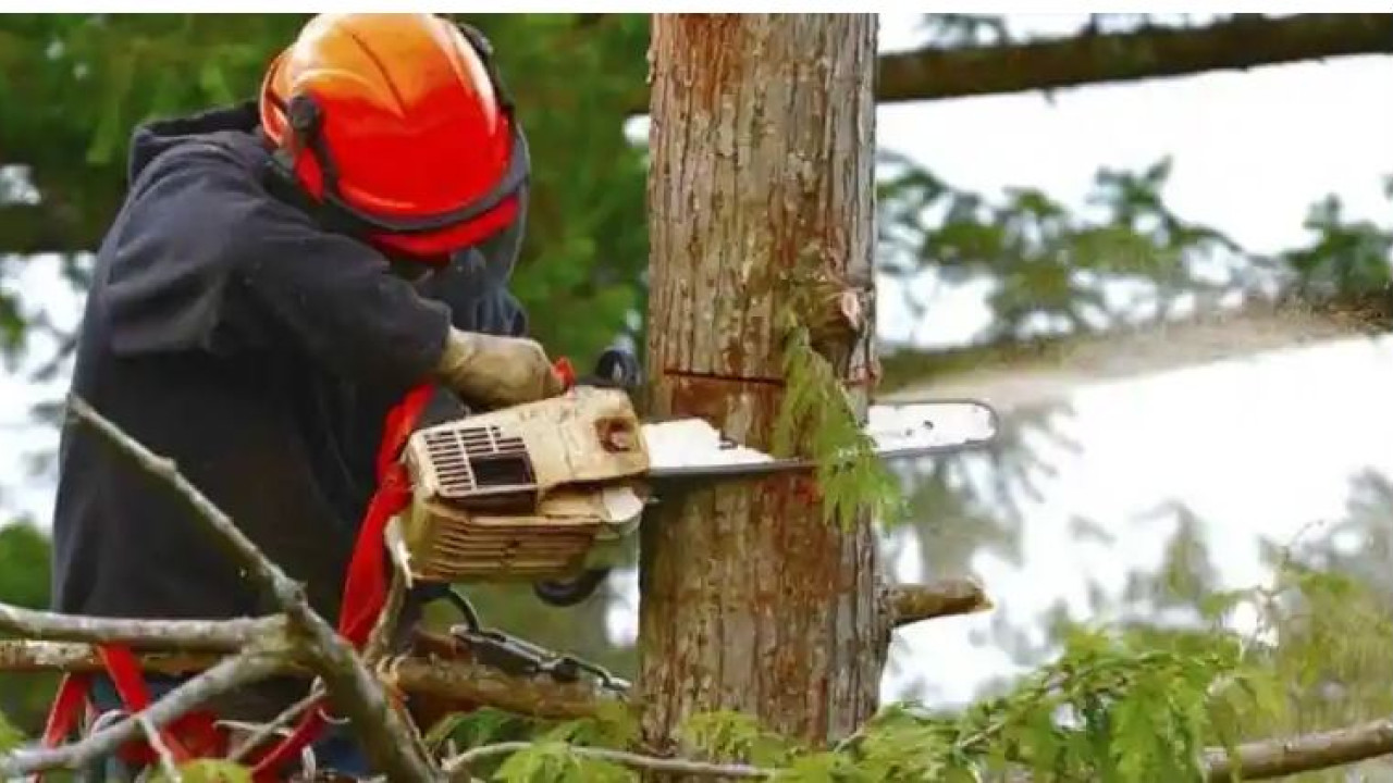Βόρεια Εύβοια: Δασεργάτης καταπλακώθηκε από δέντρο εν ώρα εργασίας