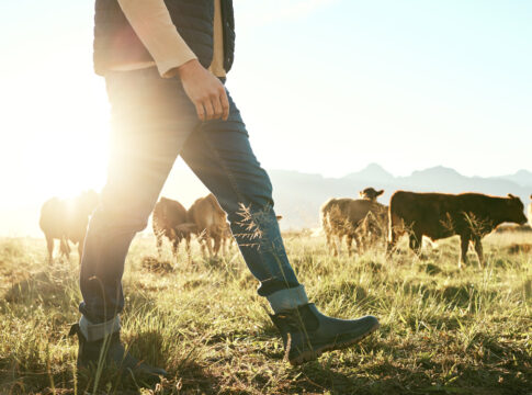 Βουλευτές ΠΑΣΟΚ: «Ακόμα να καταβληθεί η έκτακτη οικονομική ενίσχυση “ΑΜΑΛΘΕΙΑ” στους κτηνοτρόφους παραγωγούς στην Κρήτη»