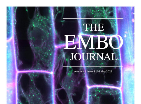 Χρηματοδότηση για τον Ερευνητή του ΙΤΕ-ΙΜΒB Δρ. Παναγιώτη Ν. Μόσχου από το Ευρωπαϊκό Συμβούλιο Έρευνας