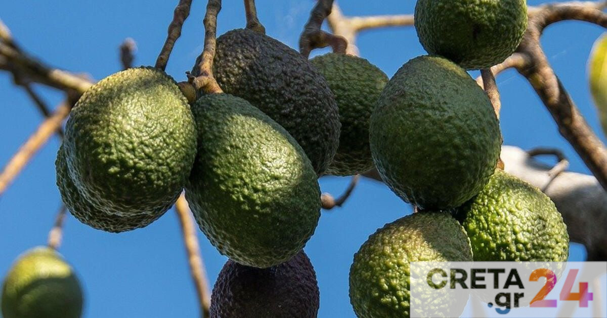 Έγκριση ερευνητικού προγράμματος με τίτλο «Δράσεις Έρευνας, στήριξης και προώθησης της καλλιέργειας του AVOCADO στην Κρήτη»