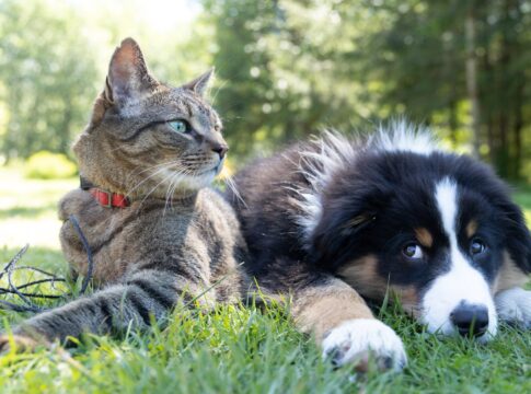 Επανενεργοποιεί το πρόγραμμα δωρεάν στειρώσεων δεσποζόμενων ζώων συντροφιάς ο Δήμος Χανίων