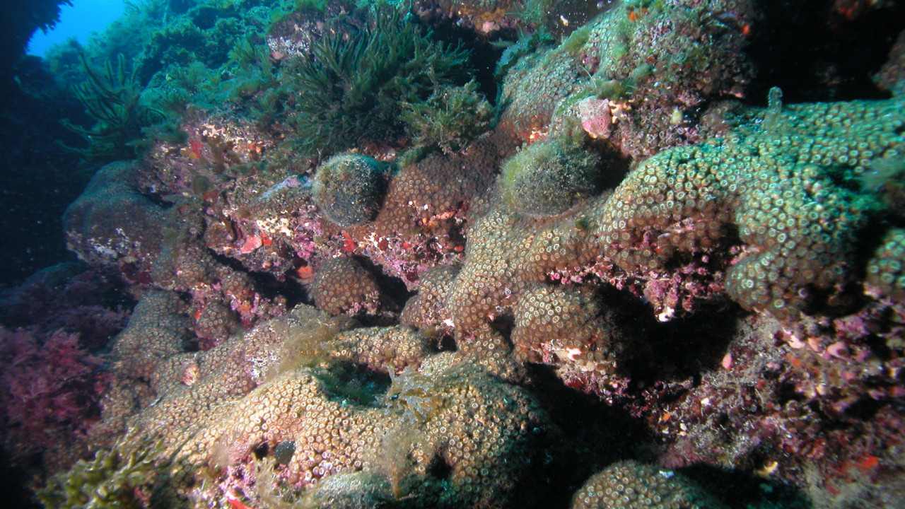 Η βιομηχανική ρύπανση αφήνει τα σημάδια της στα κοράλλια της Μεσογείου
