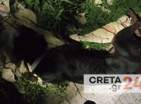 Ηράκλειο: Έσωσαν άτυχο τετράποδο που του έδωσαν φόλα (εικόνες)