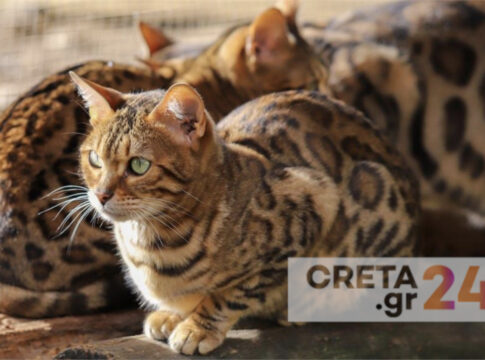 Και δεύτερο περιστατικό με φόλες στο Ηράκλειο – Νεκρές τρεις γάτες (εικόνες)