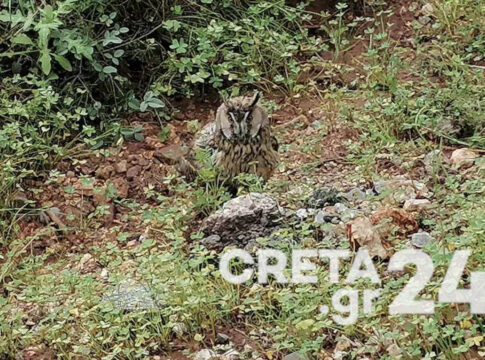 Κρήτη: Βρήκαν τραυματισμένη κουκουβάγια στην αυλή τους και την παρέδωσαν στο καταφύγιο άγριων ζώων