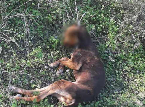 Κτηνωδία στο Ηράκλειο: Κουτάβι βρέθηκε κρεμασμένο σε δέντρο