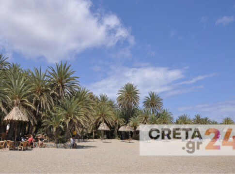 Προσβολή του Φοινικοδάσους στο Βάι από το κόκκινο σκαθάρι – Οι διαπιστώσεις του ΓΕΩΤΕΕ Κρήτης