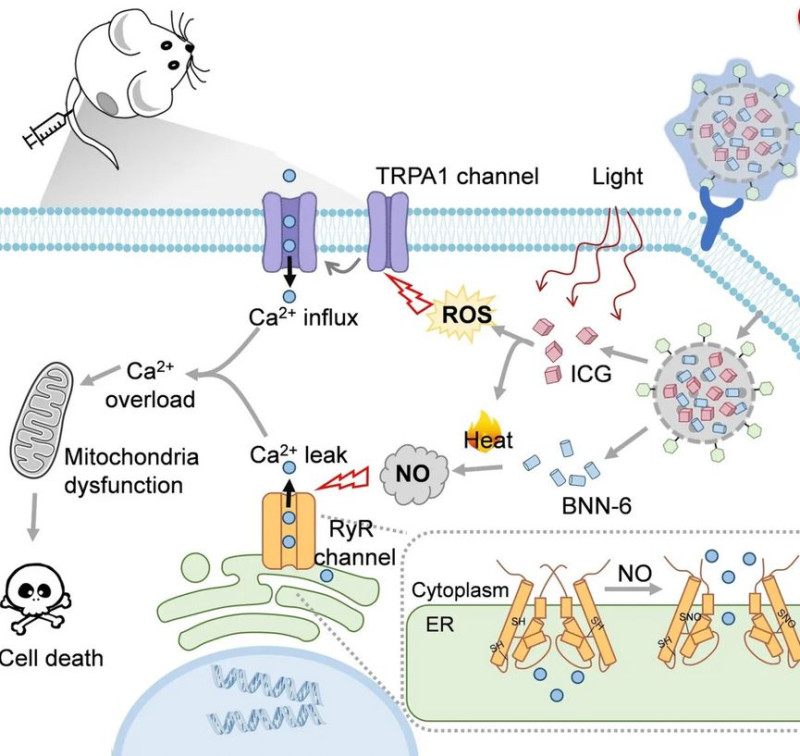 Το ασβέστιο θα μπορούσε να είναι το «κλειδί» για τη θεραπεία του καρκίνου