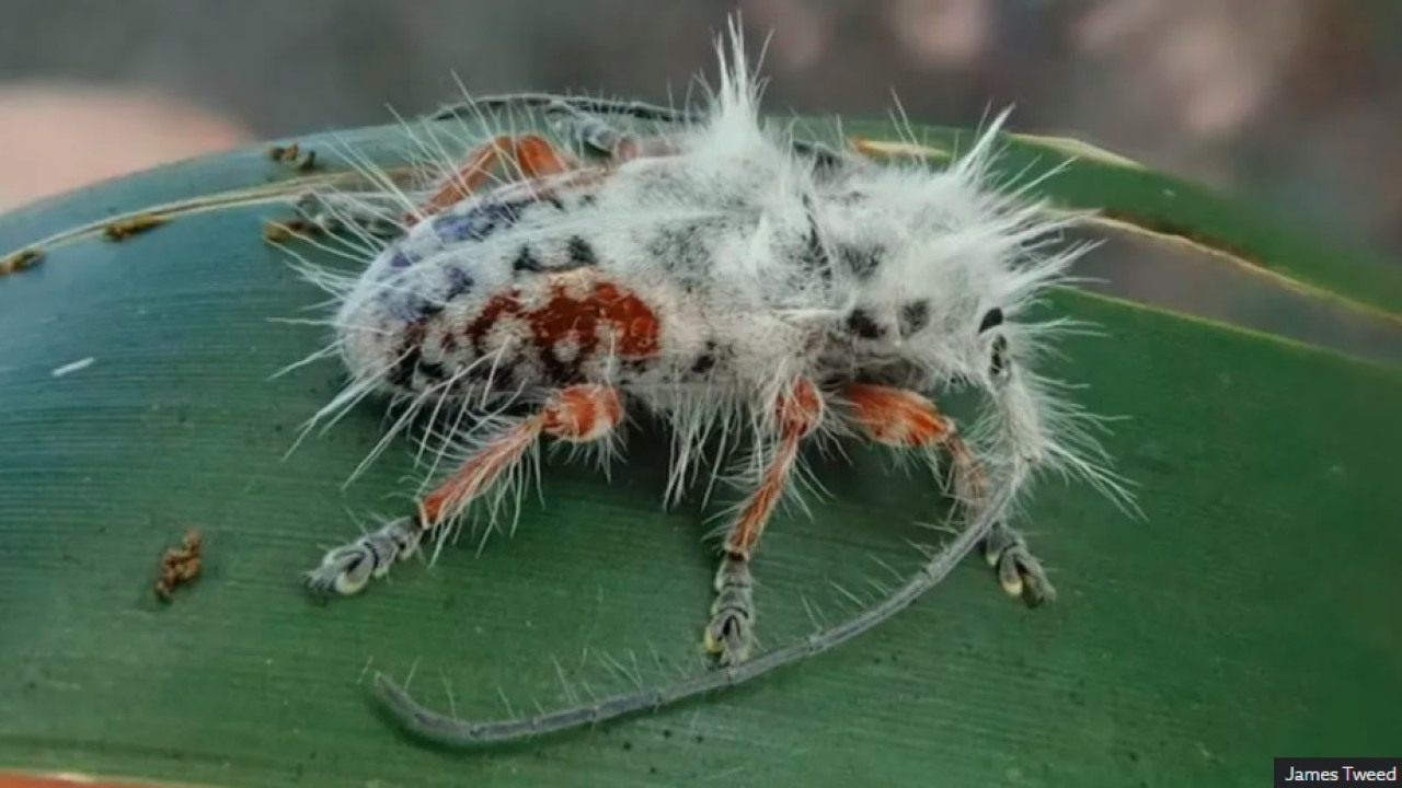 Αυστραλία: Ανακάλυψαν «πανκ» σκαθάρι – Πίστευαν ότι πρόκειται για περιττώματα πουλιού 