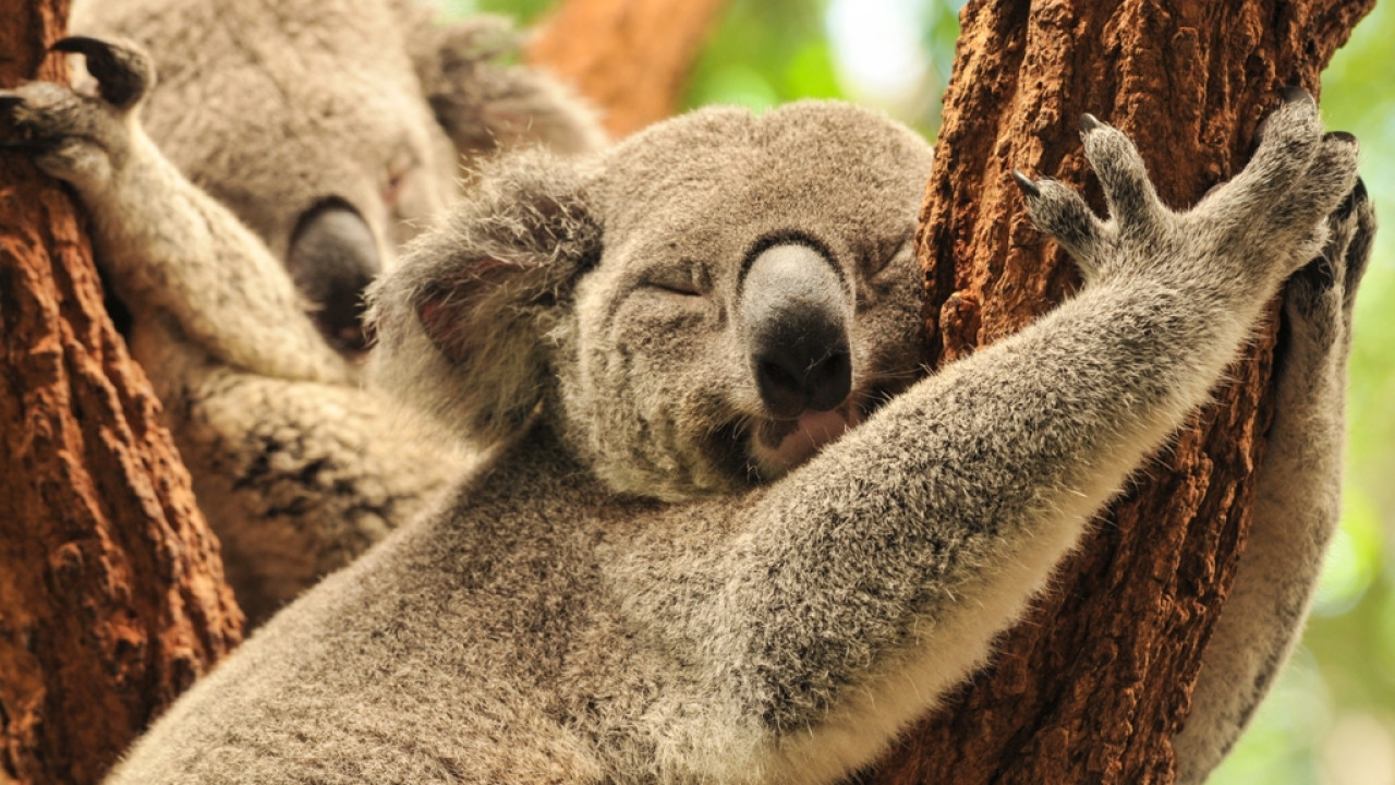 Αυστραλία: Βίντεο με Κοάλα να θρηνεί το θάνατο της συντρόφου του