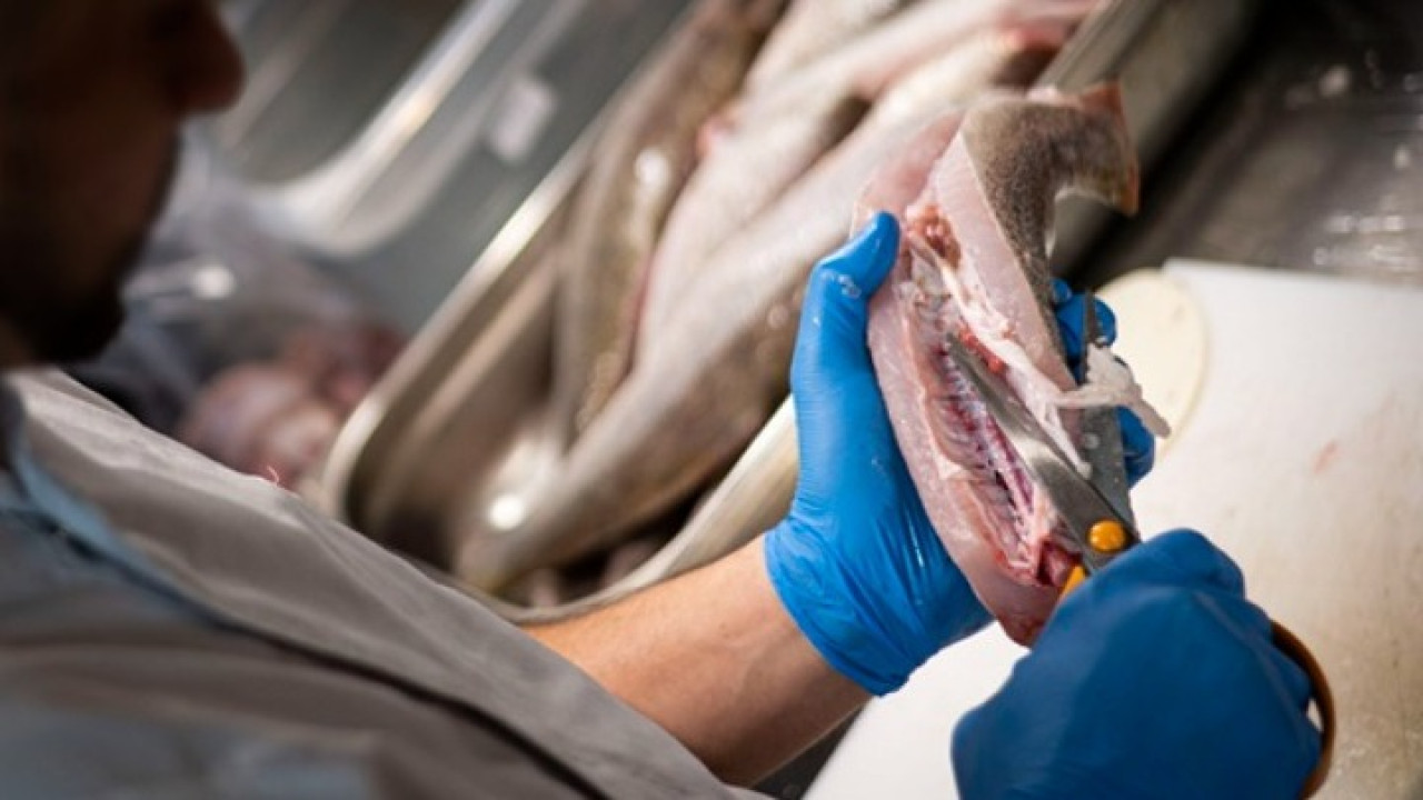 Αυστρία: Σεφ μαγείρεψε προστατευόμενο είδος ψαριού στην κρατική τηλεόραση