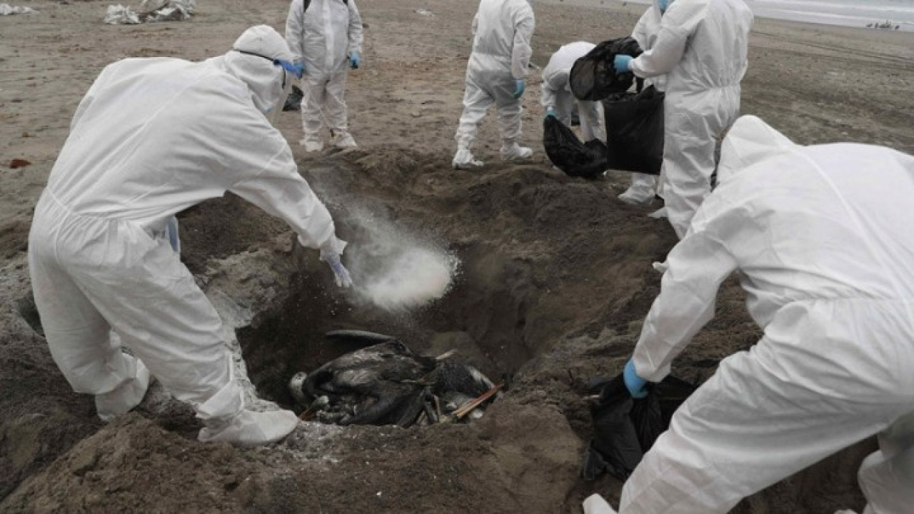 Εκατοντάδες νεκρά θαλασσοπούλια στις ακτές του Ατλαντικού