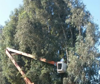 Hράκλειο: Κλείνει δρόμος λόγω εργασιών κλαδέματος δέντρων