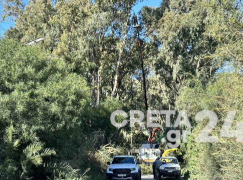 Ηράκλειο: Κλαδεύουν τους επικίνδυνους ευκάλυπτους – Κλειστός ο δρόμος